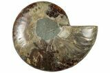 Cut & Polished Ammonite Fossil (Half) - Madagascar #310666-1